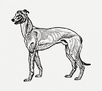 Vintage Greyhound dog illustration psd, | Premium PSD Illustration ...