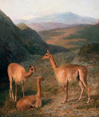 Vicunas (1831) painting in high resolution by Jacques–Laurent Agasse. Original from The Yale University Art Gallery. Digitally enhanced by rawpixel.