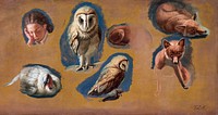 Studies of a Fox, a Barn Owl, a Peahen, and the Head of a Young Man (ca. 1815) painting in high resolution by <a href="https://www.rawpixel.com/search/Jacques%E2%80%93Laurent%20Agasse?sort=curated&amp;page=1&amp;topic_group=_my_topics">Jacques&ndash;Laurent Agasse</a>. Original from The Yale University Art Gallery. Digitally enhanced by rawpixel.