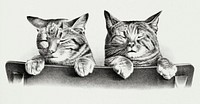 Vintage Illustration of Cats.