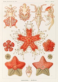 Asteridea illlustration, lithograph by Adolf Glitsch after sketched by Ernst Haeckel, shows starfishes in the phylum Echinodermata. Original from Library of Congress. Digitally enhanced by rawpixel.