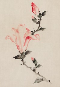 Large Pink Blossom on a Stem with Three Additional Buds by <a href="https://www.rawpixel.com/search/Katsushika%20Hokusai?sort=curated&amp;page=1">Katsushika Hokusai</a> published between 1830 and 1850, an illustration of a pink blossom isolated. Original from Library of Congress. Digitally enhanced by rawpixel.
