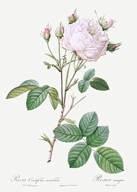 Cabbage Rose White Provence also known as Unique Blance (Rosa centifolia mutabilis) from Les Roses (1817&ndash;1824) by <a href="https://www.rawpixel.com/search/redoute?sort=curated&amp;page=1">Pierre-Joseph Redout&eacute;</a>. Original from the Library of Congress. Digitally enhanced by rawpixel.