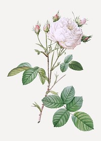 Vintage white cabbage rose illustration