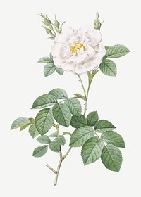 Vintage ordinary white rose illustration