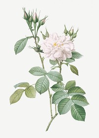Vintage autumn damask rose illustration