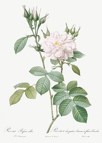 Autumn Damask Rose, also known as Rosebush of the Four Seasons with White Flowers (Rosa bifera alba) from Les Roses (1817&ndash;1824) by <a href="https://www.rawpixel.com/search/redoute?sort=curated&amp;page=1">Pierre-Joseph Redout&eacute;</a>. Original from the Library of Congress. Digitally enhanced by rawpixel.