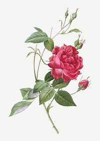 Vintage blood-red Bengal rose illustration