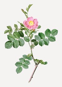 Vintage blooming sweet-brier rosebush vector