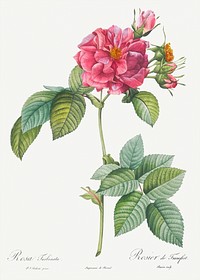 Rosa turbinata, also known as Rose of Frankfurt from Les Roses (1817&ndash;1824) by <a href="https://www.rawpixel.com/search/redoute?sort=curated&amp;page=1">Pierre-Joseph Redout&eacute;</a>. Original from the Library of Congress. Digitally enhanced by rawpixel.