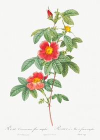 Rosa majalis, also known as Single May Rose (Rosa Cinnamomea flore simplici) from Les Roses (1817&ndash;1824) by <a href="https://www.rawpixel.com/search/redoute?sort=curated&amp;page=1">Pierre-Joseph Redout&eacute;</a>. Original from the Library of Congress. Digitally enhanced by rawpixel.