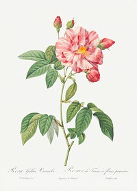Rosa Mundi, French Rosebush with Varigated Flowers (Rosa gallica versicolor) from Les Roses (1817&ndash;1824) by <a href="https://www.rawpixel.com/search/redoute?sort=curated&amp;page=1">Pierre-Joseph Redout&eacute;</a>. Original from the Library of Congress. Digitally enhanced by rawpixel.