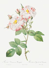 Damask Rose, York and Lancaster Rose also known as Rosa damascena variegata from Les Roses (1817&ndash;1824) by <a href="https://www.rawpixel.com/search/redoute?sort=curated&amp;page=1">Pierre-Joseph Redout&eacute;</a>. Original from the Library of Congress. Digitally enhanced by rawpixel.