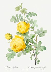 Rosa hemisphaerica, also known as Yellow Rose of Sulfur (Rosa sulfurea) from Les Roses (1817&ndash;1824) by <a href="https://www.rawpixel.com/search/redoute?sort=curated&amp;page=1">Pierre-Joseph Redout&eacute;</a>. Original from the Library of Congress. Digitally enhanced by rawpixel.