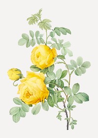 Yellow rose of sulfur vector