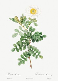 Macartney Rose, Rosa bracteata from Les Roses (1817&ndash;1824) by <a href="https://www.rawpixel.com/search/redoute?sort=curated&amp;page=1">Pierre-Joseph Redout&eacute;</a>. Original from the Library of Congress. Digitally enhanced by rawpixel.
