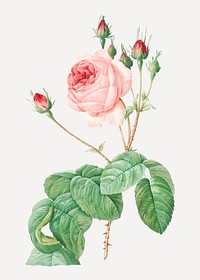 Vintage blooming cabbage rose vector