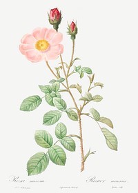 Musk Rose, also known as Sparkling Rose (Rosa moschata) from Les Roses (1817&ndash;1824) by <a href="https://www.rawpixel.com/search/redoute?sort=curated&amp;page=1">Pierre-Joseph Redout&eacute;</a>. Original from the Library of Congress. Digitally enhanced by rawpixel.