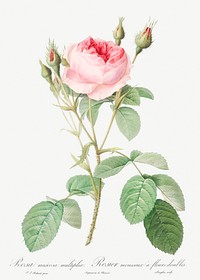 Double Moss Rose, also known as Sparkling Rosebush with Double Flowers (Rosa muscosa multiplex) from Les Roses (1817&ndash;1824) by Pierre-Joseph Redout&eacute;. Original from the Library of Congress. Digitally enhanced by rawpixel.