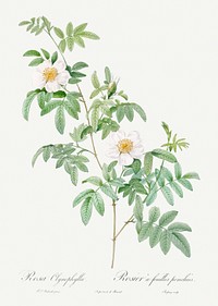 Clinophylla, also known as Rose-Leaved Leaves from Les Roses (1817&ndash;1824) by <a href="https://www.rawpixel.com/search/redoute?sort=curated&amp;page=1">Pierre-Joseph Redout&eacute;</a>. Original from the Library of Congress. Digitally enhanced by rawpixel.