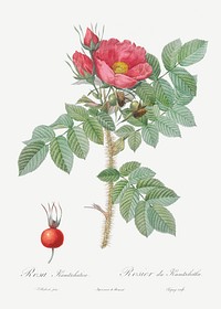 Kamtschatka Rose, Rosa kamtschatica from Les Roses (1817&ndash;1824) by <a href="https://www.rawpixel.com/search/redoute?sort=curated&amp;page=1">Pierre-Joseph Redout&eacute;</a>. Original from the Library of Congress. Digitally enhanced by rawpixel.