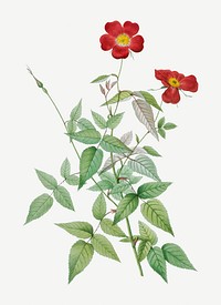 Vintage blooming red rosebush illustration