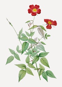 Vintage blooming red rosebush vector
