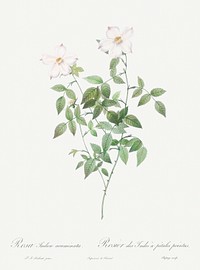 Rosa indica acuminata, also known as Rosebush with Sharp Petals from Les Roses (1817&ndash;1824) by <a href="https://www.rawpixel.com/search/redoute?sort=curated&amp;page=1">Pierre-Joseph Redout&eacute;</a>. Original from the Library of Congress. Digitally enhanced by rawpixel.