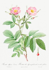 Alpine Rose, also known as Alpine Rose with Penduncle and Glaborous Calyx (Rosa alpina laevis) from Les Roses (1817&ndash;1824) by <a href="https://www.rawpixel.com/search/redoute?sort=curated&amp;page=1">Pierre-Joseph Redout&eacute;</a>. Original from the Library of Congress. Digitally enhanced by rawpixel.