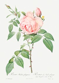Rosa indica fragrans, also known as Fragrant Rosebush from Les Roses (1817&ndash;1824) by <a href="https://www.rawpixel.com/search/redoute?sort=curated&amp;page=1">Pierre-Joseph Redout&eacute;</a>. Original from the Library of Congress. Digitally enhanced by rawpixel.