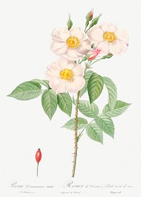 Damask Rose, also known as Rosewood Rose Petal (Rosa damascena) from Les Roses (1817&ndash;1824) by <a href="https://www.rawpixel.com/search/redoute?sort=curated&amp;page=1">Pierre-Joseph Redout&eacute;</a>. Original from the Library of Congress. Digitally enhanced by rawpixel.