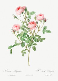Burgundian Rose, Rosa pomponia from Les Roses (1817&ndash;1824) by <a href="https://www.rawpixel.com/search/redoute?sort=curated&amp;page=1">Pierre-Joseph Redout&eacute;</a>. Original from the Library of Congress. Digitally enhanced by rawpixel.