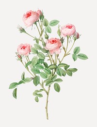 Vintage blooming Burgundian rose vector