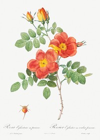 Austrian Copper Rose, Rosa eglanteria var. punicea from Les Roses (1817&ndash;1824) by <a href="https://www.rawpixel.com/search/redoute?sort=curated&amp;page=1">Pierre-Joseph Redout&eacute;</a>. Original from the Library of Congress. Digitally enhanced by rawpixel.