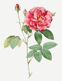 Vintage blooming French rose illustration