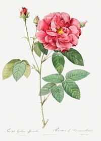 French Rose, also known as Ordinary Provins Rosebush (Rosa galluca offuenalis) from Les Roses (1817&ndash;1824) by <a href="https://www.rawpixel.com/search/redoute?sort=curated&amp;page=1">Pierre-Joseph Redout&eacute;</a>. Original from the Library of Congress. Digitally enhanced by rawpixel.