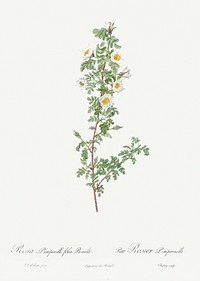 Burnet Rose, Rosa pimpinellifolia pumila from Les Roses (1817&ndash;1824) by <a href="https://www.rawpixel.com/search/redoute?sort=curated&amp;page=1">Pierre-Joseph Redout&eacute;</a>. Original from the Library of Congress. Digitally enhanced by rawpixel.