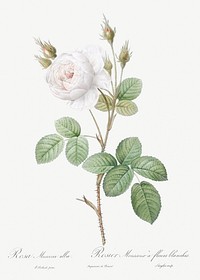 White Moss Rose, also known as Misty Roses with White Flowers (Rosa muscosa alba) from Les Roses (1817&ndash;1824) by <a href="https://www.rawpixel.com/search/redoute?sort=curated&amp;page=1">Pierre-Joseph Redout&eacute;</a>. Original from the Library of Congress. Digitally enhanced by rawpixel.