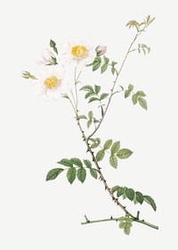 Vintage blooming field rose illustration