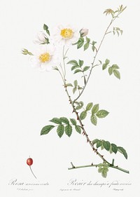 Field Rose, also known as Rosebush with Ovoid Fruits (Rosa arvensis ovata) from Les Roses (1817&ndash;1824) by <a href="https://www.rawpixel.com/search/redoute?sort=curated&amp;page=1">Pierre-Joseph Redout&eacute;</a>. Original from the Library of Congress. Digitally enhanced by rawpixel.