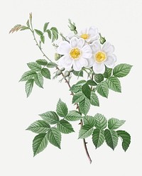 Short-styled rose with yellow and white flowers illustration
