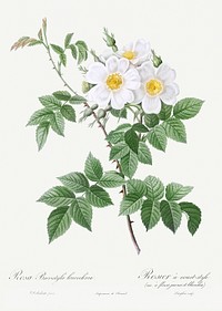 Short-styled rose with yellow and white flowers, Rosa brevistyla leucochroa from Les Roses (1817&ndash;1824) by <a href="https://www.rawpixel.com/search/redoute?sort=curated&amp;page=1">Pierre-Joseph Redout&eacute;</a>. Original from the Library of Congress. Digitally enhanced by rawpixel.