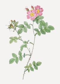 Vintage blooming sweetbriar rose vector