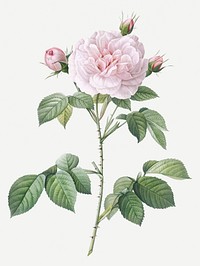 Vintage royal white rose illustration