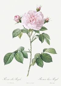 Royal White Rose, Rosa alba regalis from Les Roses (1817&ndash;1824) by <a href="https://www.rawpixel.com/search/redoute?sort=curated&amp;page=1">Pierre-Joseph Redout&eacute;</a>. Original from the Library of Congress. Digitally enhanced by rawpixel.