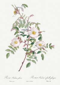 Rosa reductea glauca, also known as Reddish Rosebush from Les Roses (1817&ndash;1824) by Pierre-Joseph Redout&eacute;. Original from the Library of Congress. Digitally enhanced by rawpixel.
