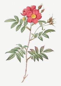 Rose tree with red stems and spines illustration