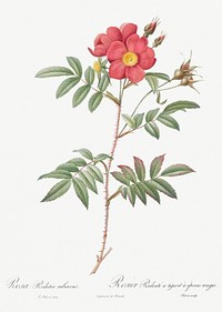 Red-Leaved Rose, also known as Rose Tree with Red Stems and Spines (Rosa redutea glauca) from Les Roses (1817&ndash;1824) by <a href="https://www.rawpixel.com/search/redoute?sort=curated&amp;page=1">Pierre-Joseph Redout&eacute;</a>. Original from the Library of Congress. Digitally enhanced by rawpixel.