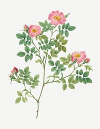 Vintage blooming corymb rose illustration