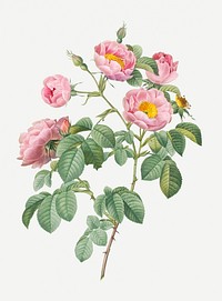 Rosebush with soft leaves illustration